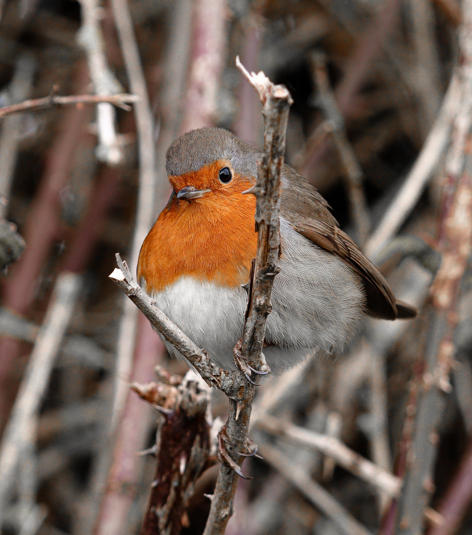 Robin in a tree